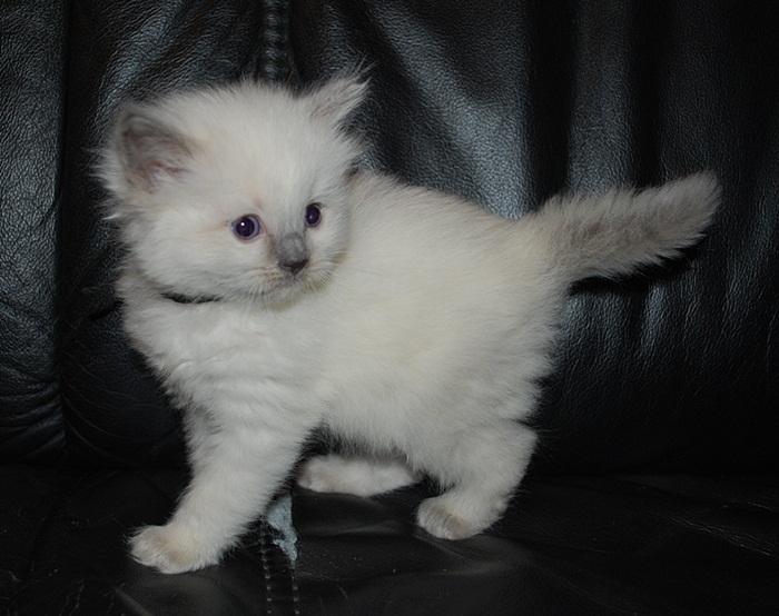 Ragdoll DK Big-Bang BigChrunch Yulla - 6. januar 2012 billede 10