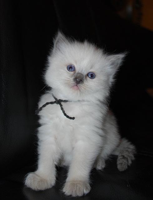 Ragdoll DK Big-Bang BigChrunch Yulla - 6. januar 2012 billede 11