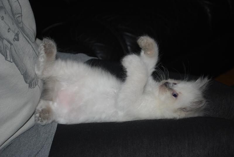 Ragdoll DK Big-Bang BigChrunch Yulla - Dette billede er taget d. 17. januar. Hun ligger på skødet af mig og leger. Lidt senere faldt hun i søvn, stadigvæk liggende på ryggen :) billede 12