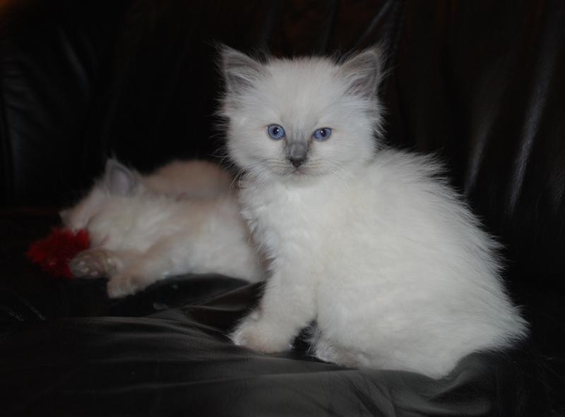 Ragdoll DK Big-Bang BigChrunch Yulla - 17. januar 2012. billede 13