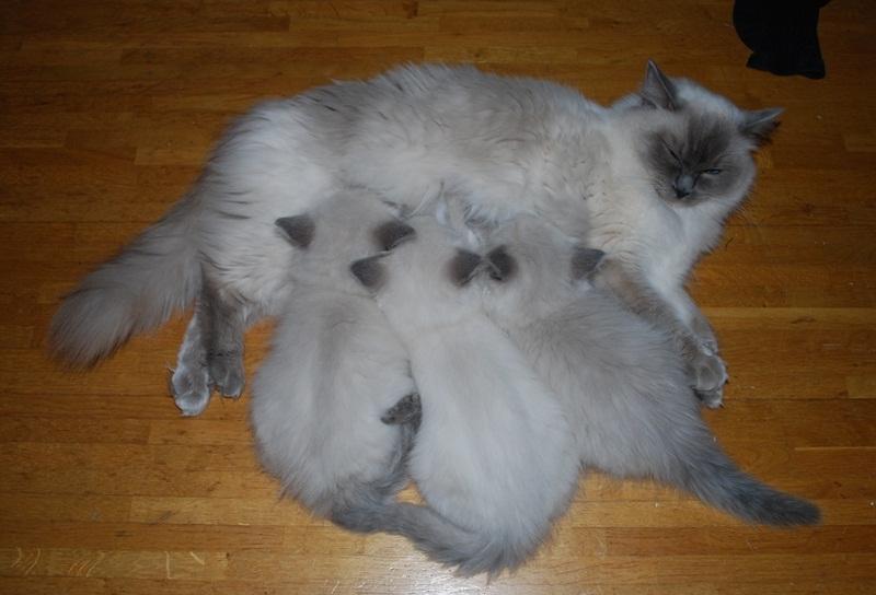 Ragdoll DK Big-Bang BigChrunch Yulla - Her ligger hun sammen med nogen af hendes søskende og dier i "mælkebaren" taget 1. februar 2012. Det er Yulla i midten. billede 14