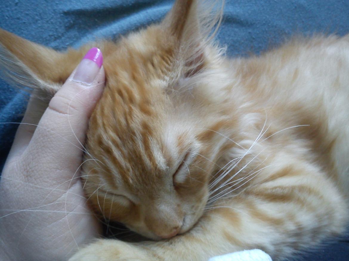 Maine Coon Nephew - Putter i mors hånd (: billede 11