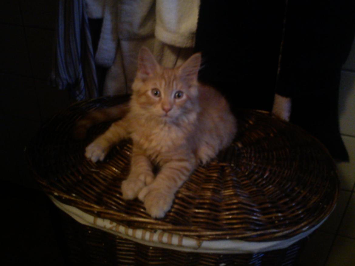 Maine Coon Nephew - Sidder på vasketøjs tønden (: billede 12