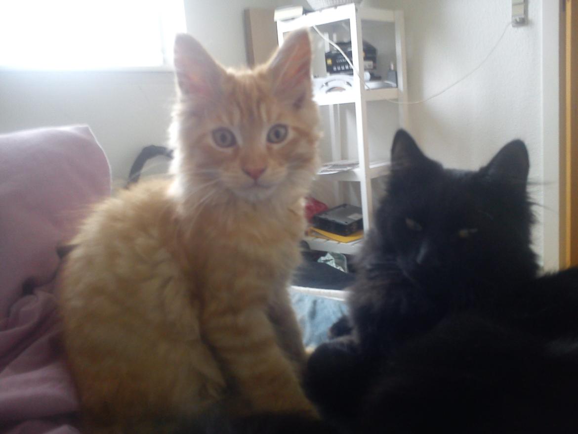 Maine Coon Nephew - Nephew og Bongo (: de bedste venner . billede 13