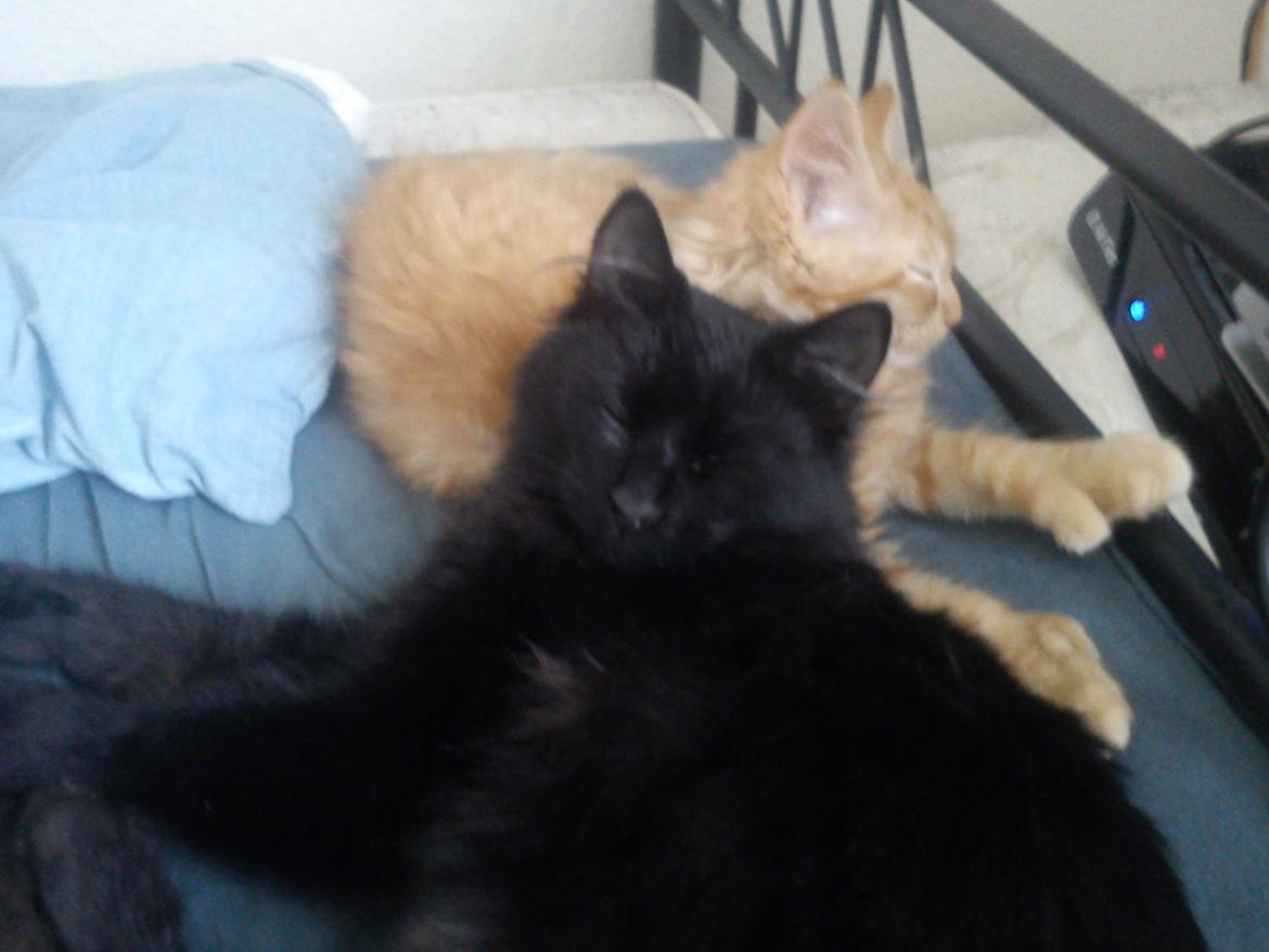 Maine Coon Nephew - Shhh , vi tager lige en lur her . billede 14