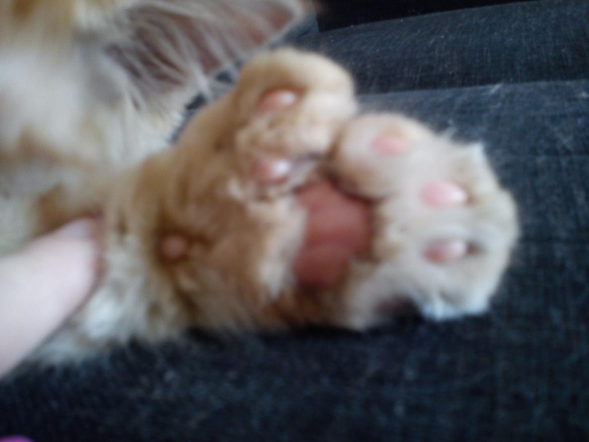 Maine Coon Nephew - Nephews ene forpote (: billede 15