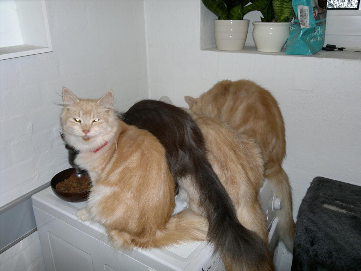 Blanding af racer kitte mis billede 9