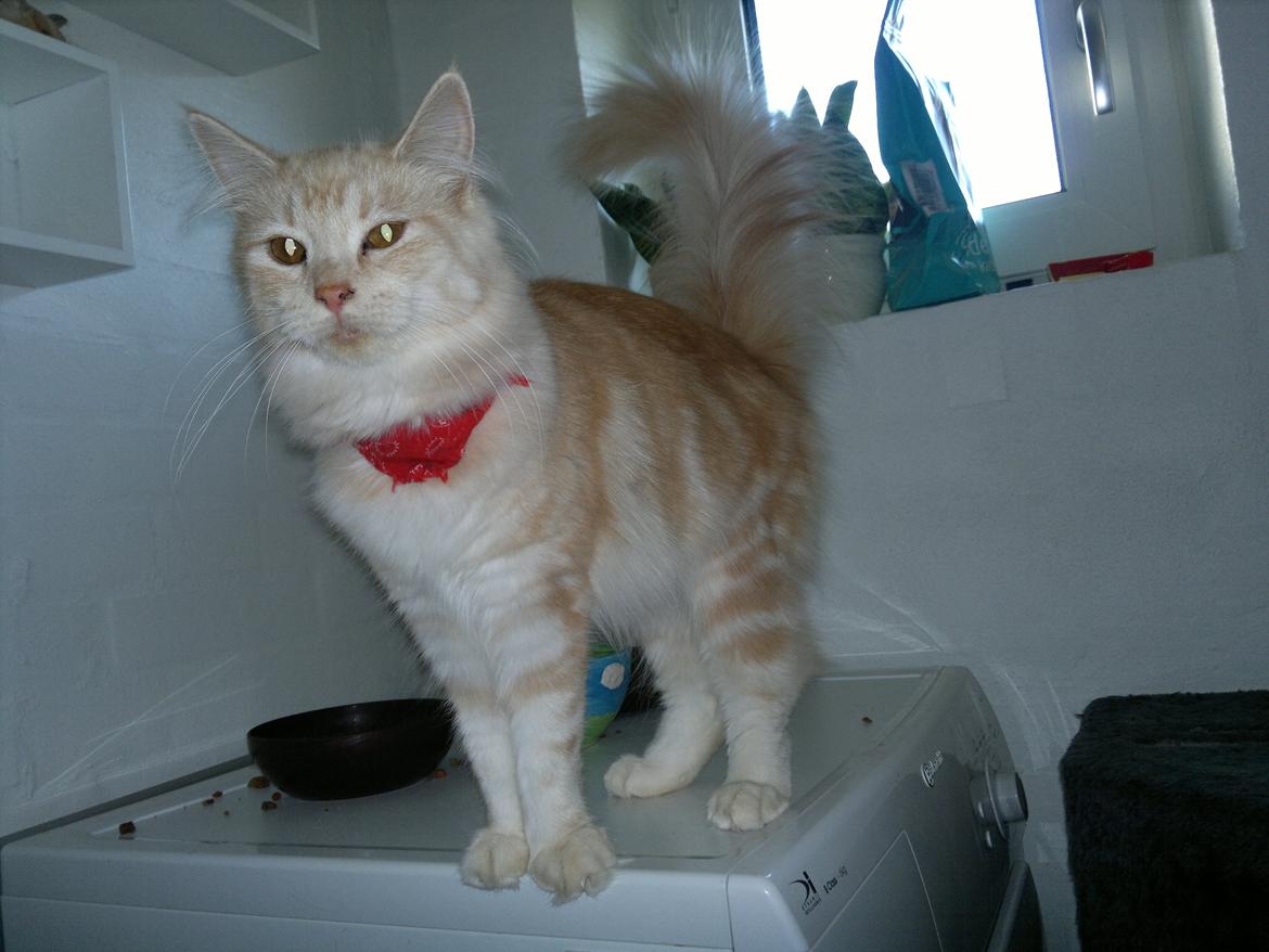 Blanding af racer kitte mis billede 10