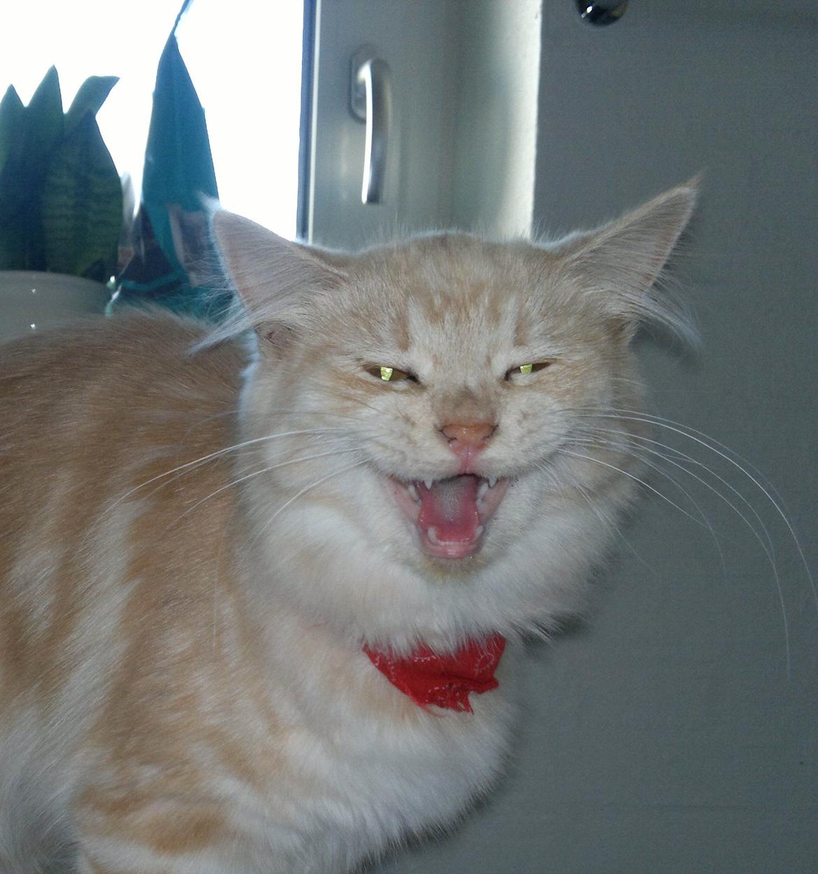 Blanding af racer kitte mis billede 11