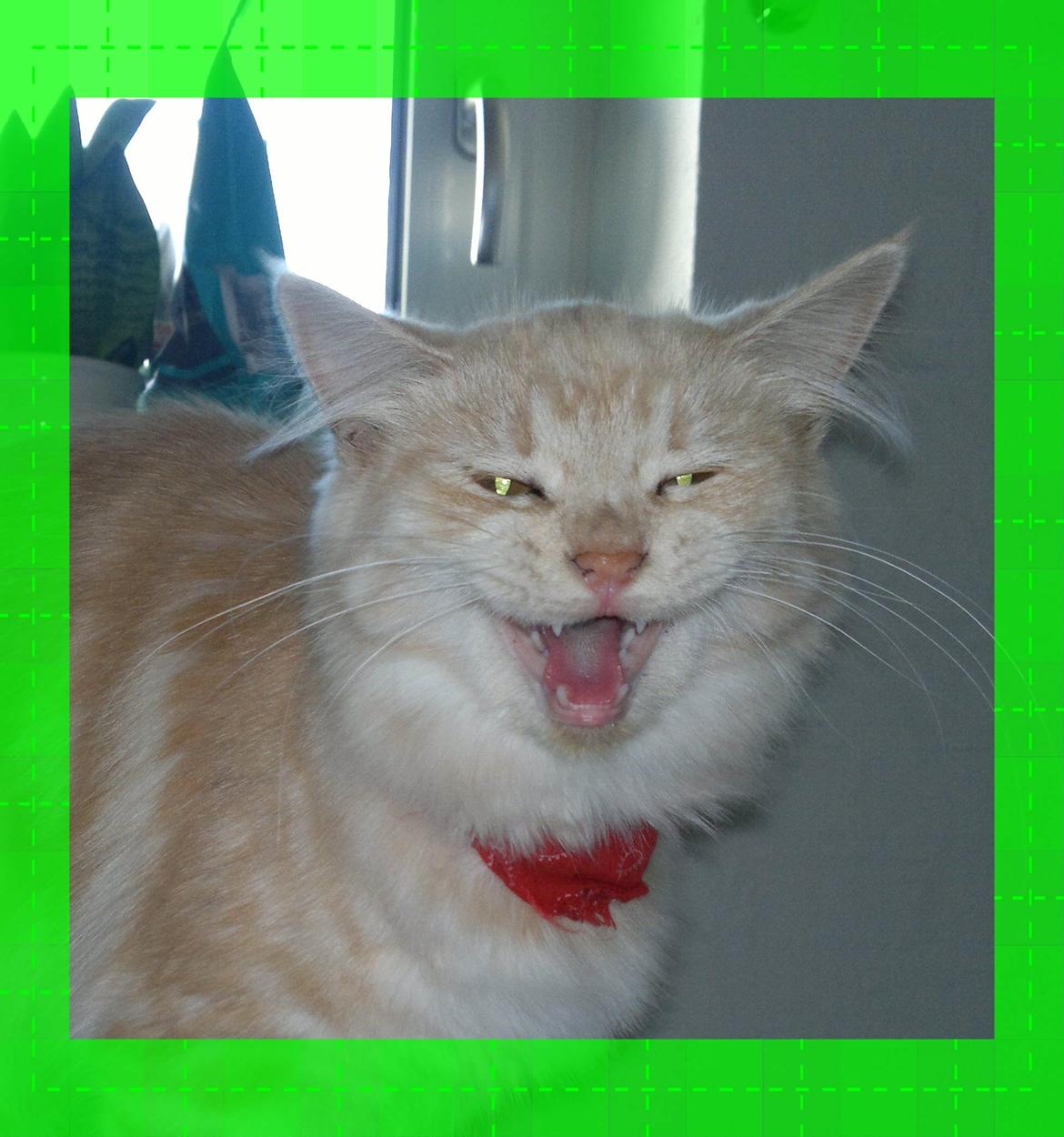 Blanding af racer kitte mis billede 12