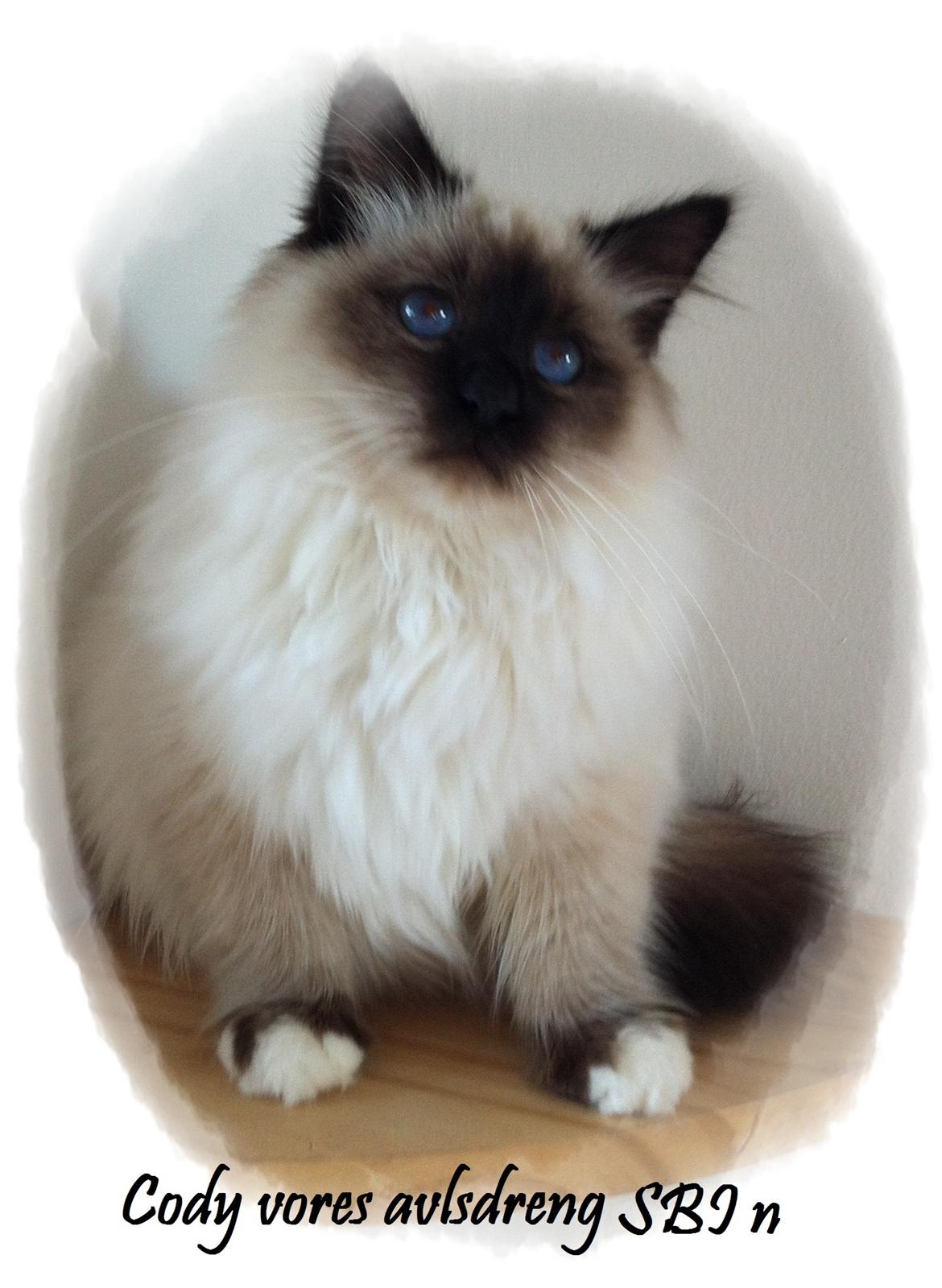 Hellig Birma Cody Brunmasket billede 1