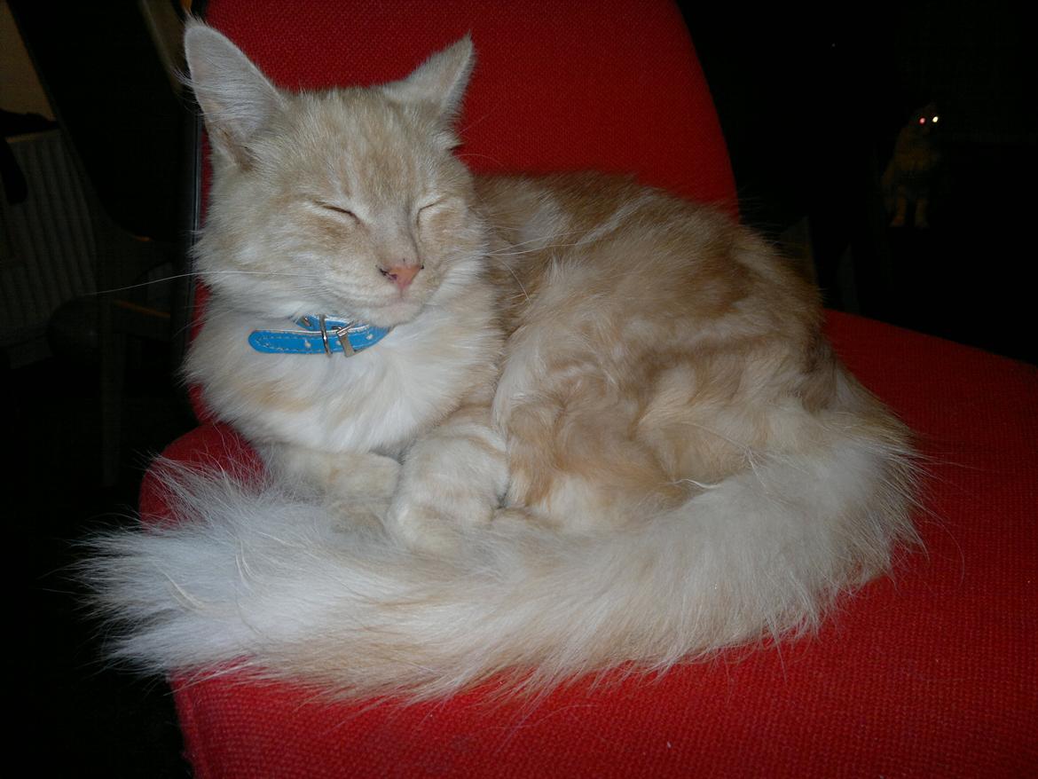 Blanding af racer buller billede 18