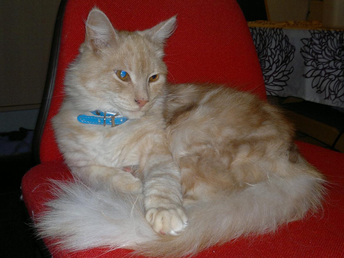 Blanding af racer buller billede 19