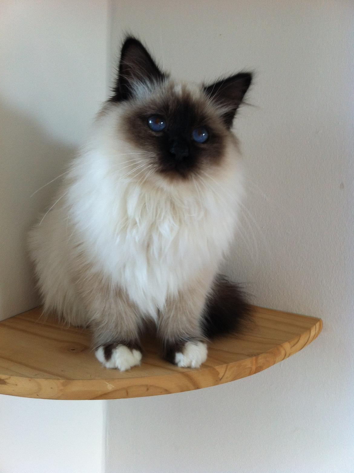 Hellig Birma Cody Brunmasket billede 10