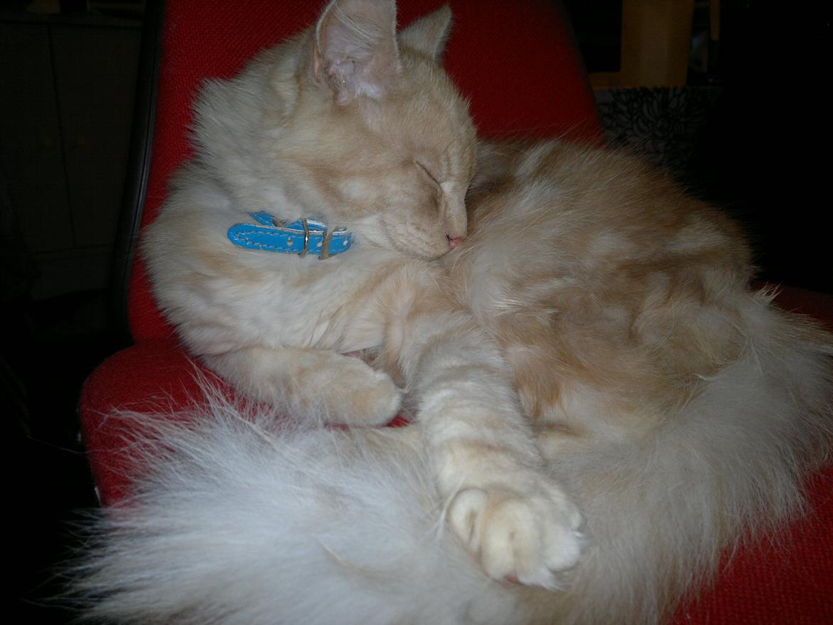 Blanding af racer buller billede 20