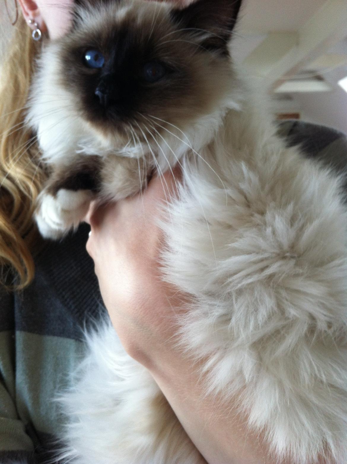 Hellig Birma Cody Brunmasket billede 2