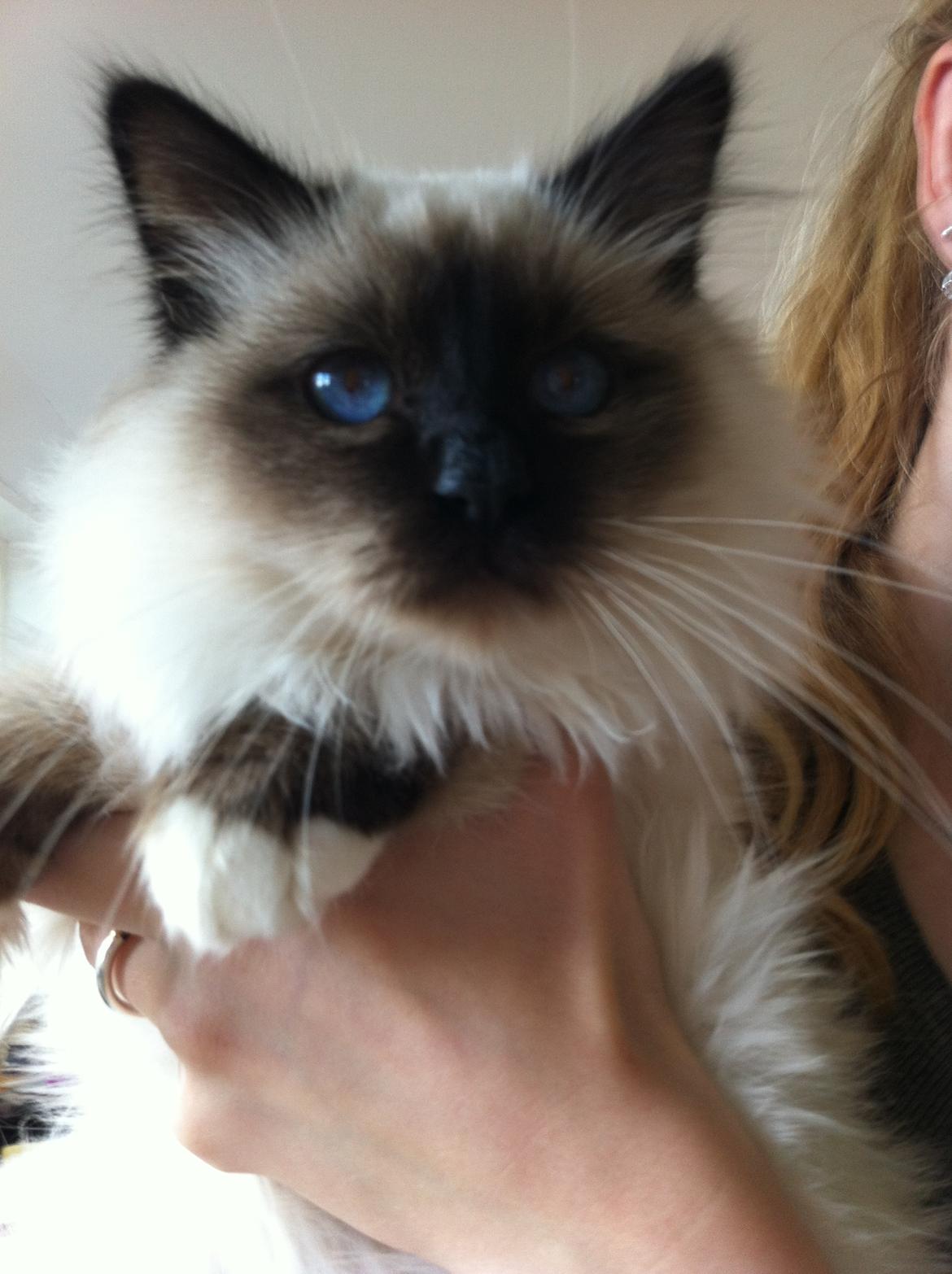 Hellig Birma Cody Brunmasket billede 4