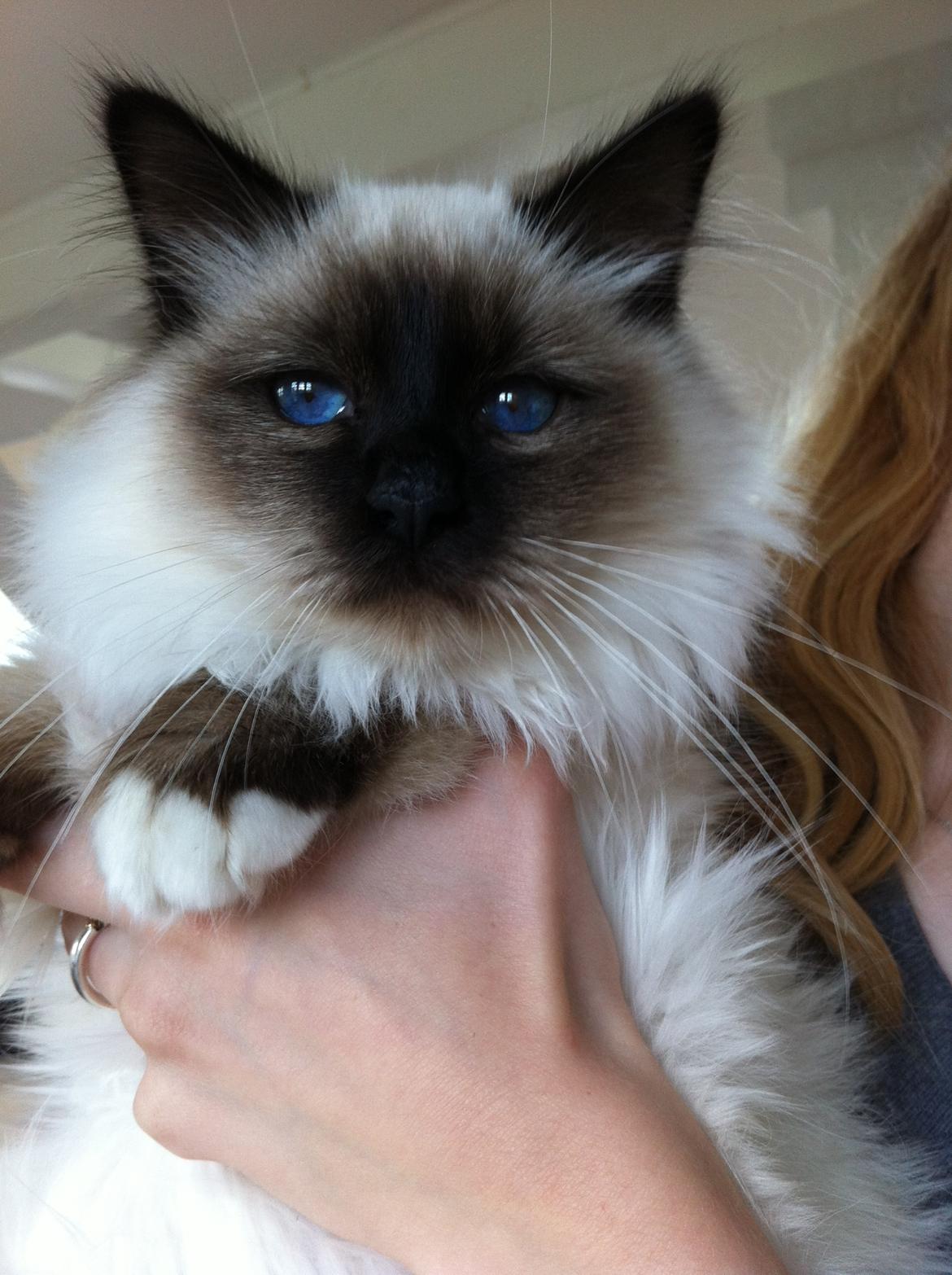 Hellig Birma Cody Brunmasket billede 11