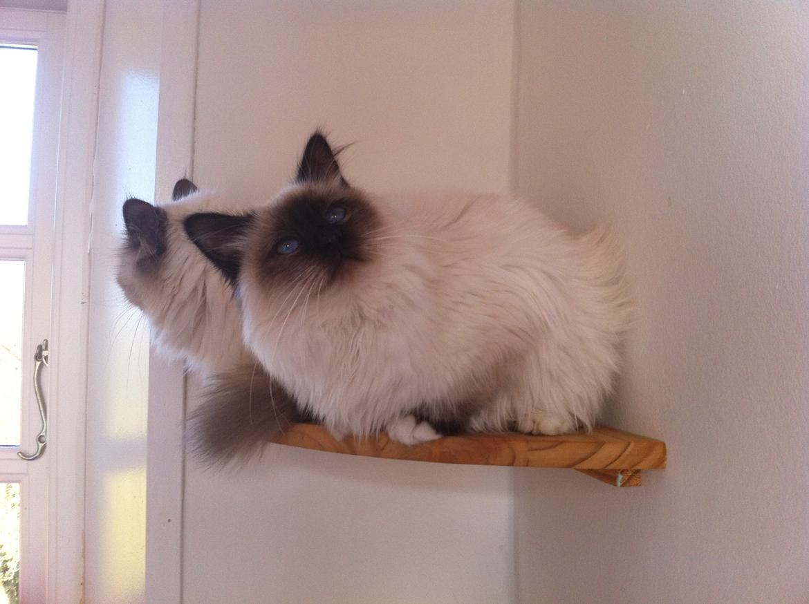 Hellig Birma Cody Brunmasket billede 12