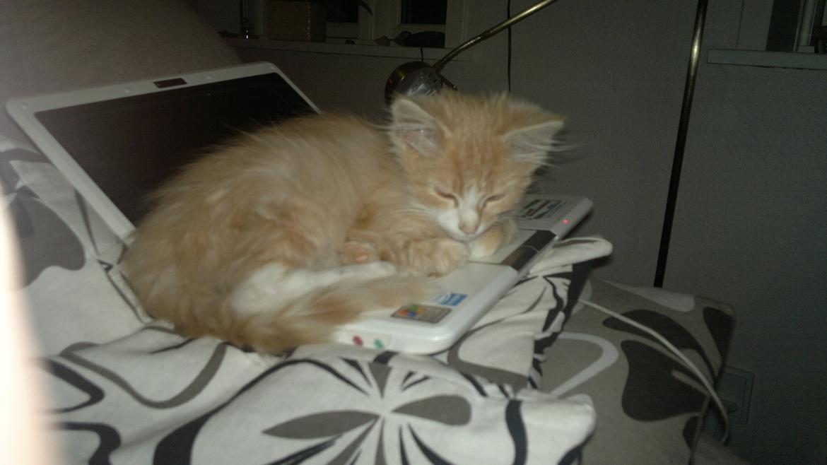 Blanding af racer Devil billede 1