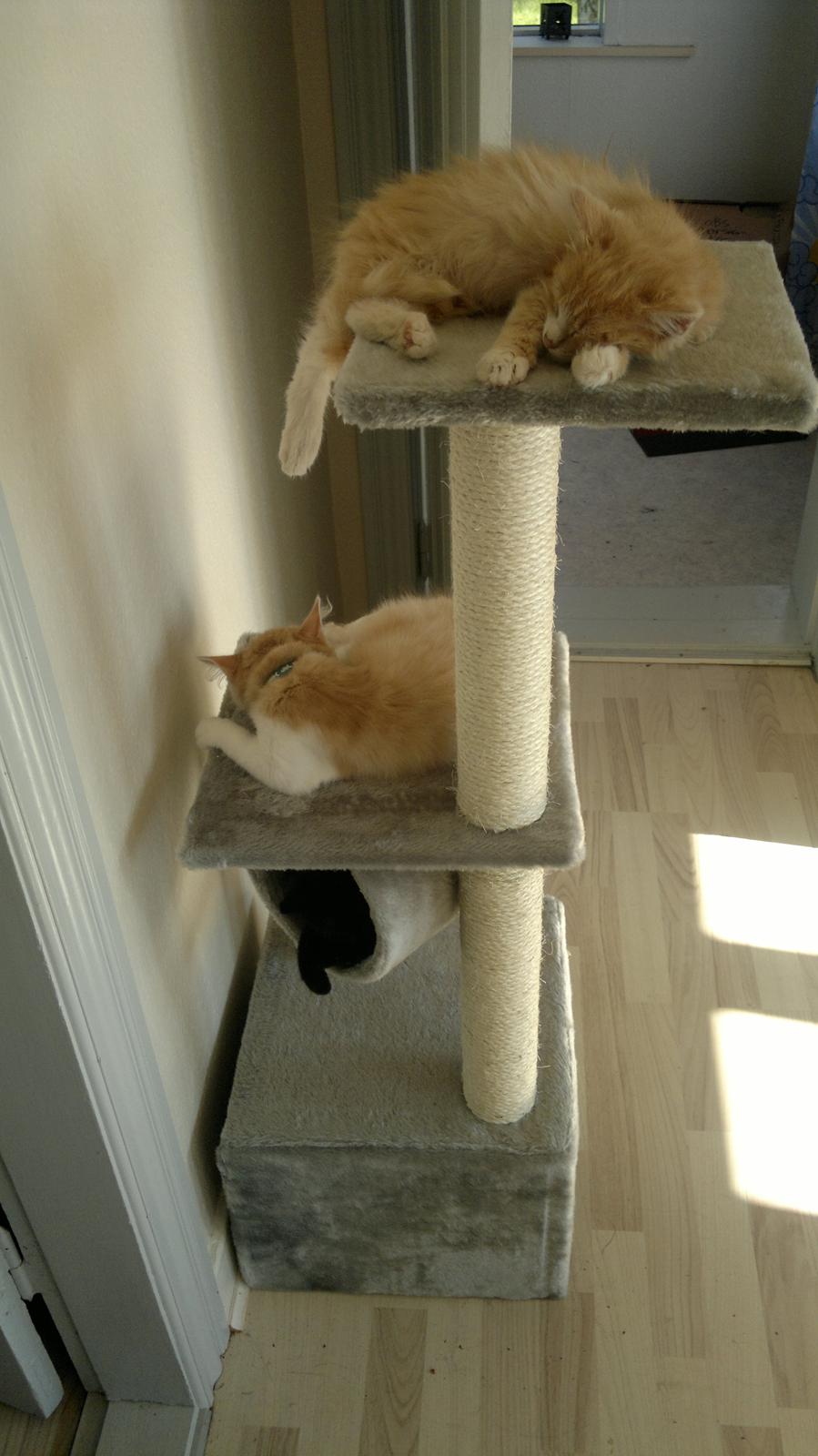 Blanding af racer Devil billede 2