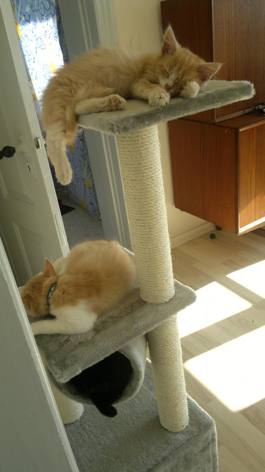 Blanding af racer Devil billede 3