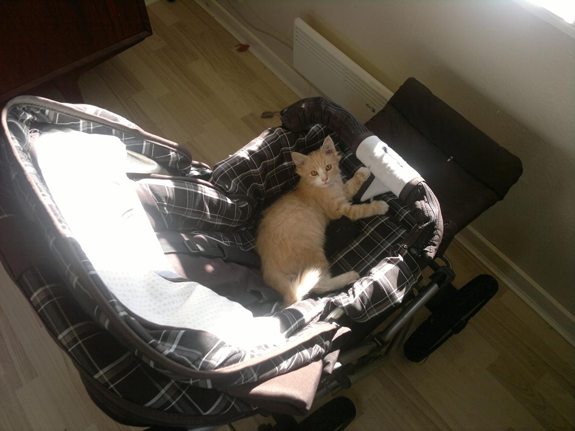 Blanding af racer Devil billede 4