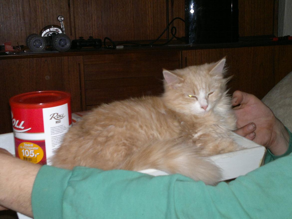 Blanding af racer Devil billede 5