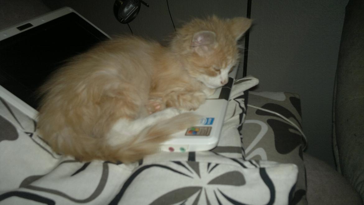 Blanding af racer Devil billede 6