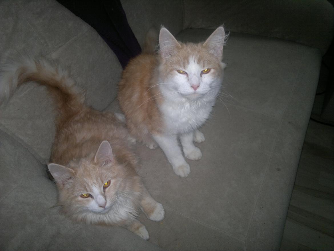 Blanding af racer Devil billede 7