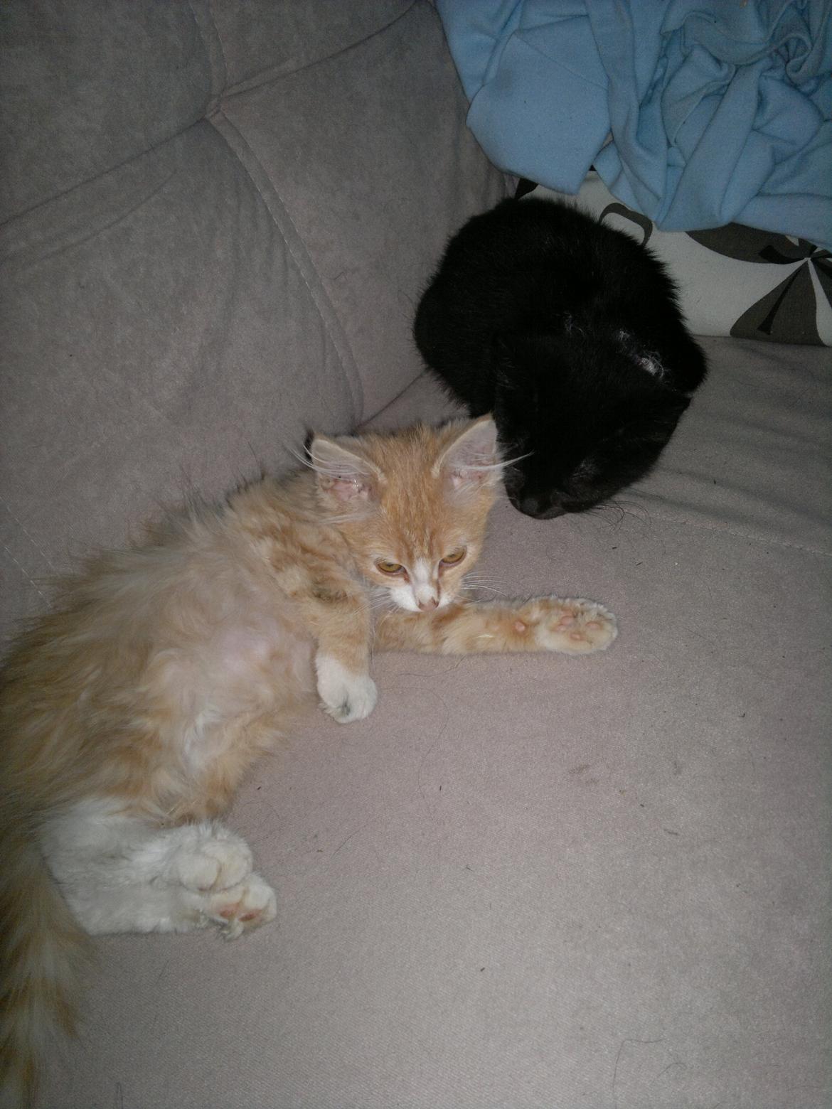 Blanding af racer Devil billede 8