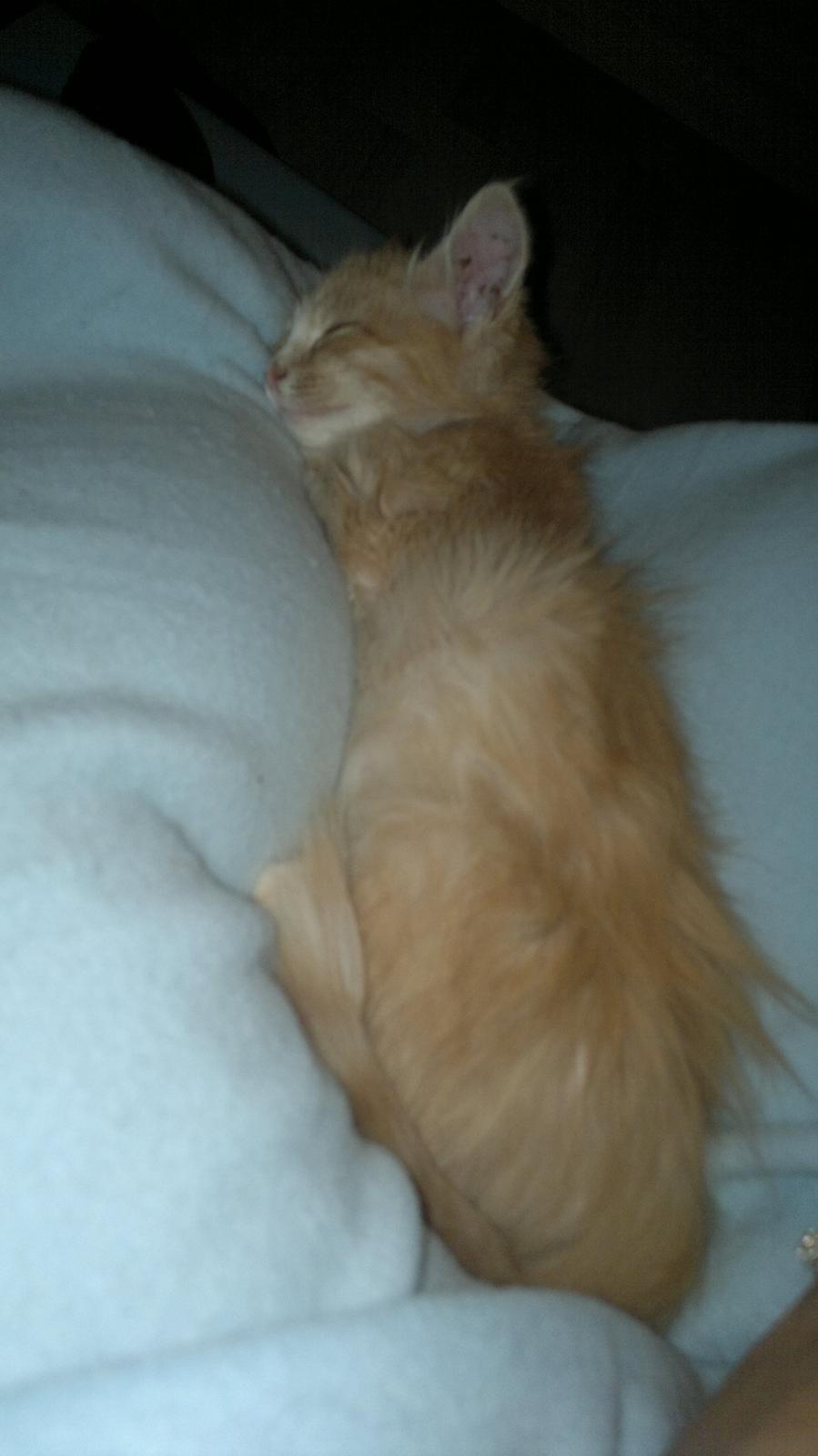 Blanding af racer Devil billede 9