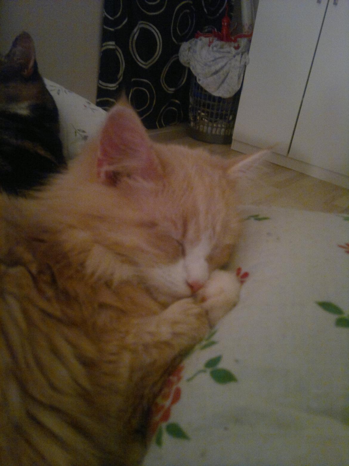 Blanding af racer Devil billede 10