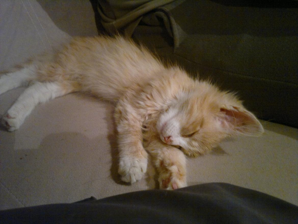 Blanding af racer Devil billede 11