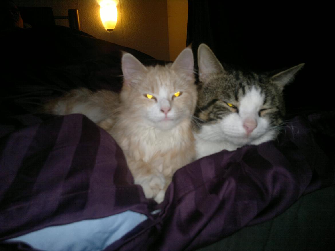 Blanding af racer Devil billede 12