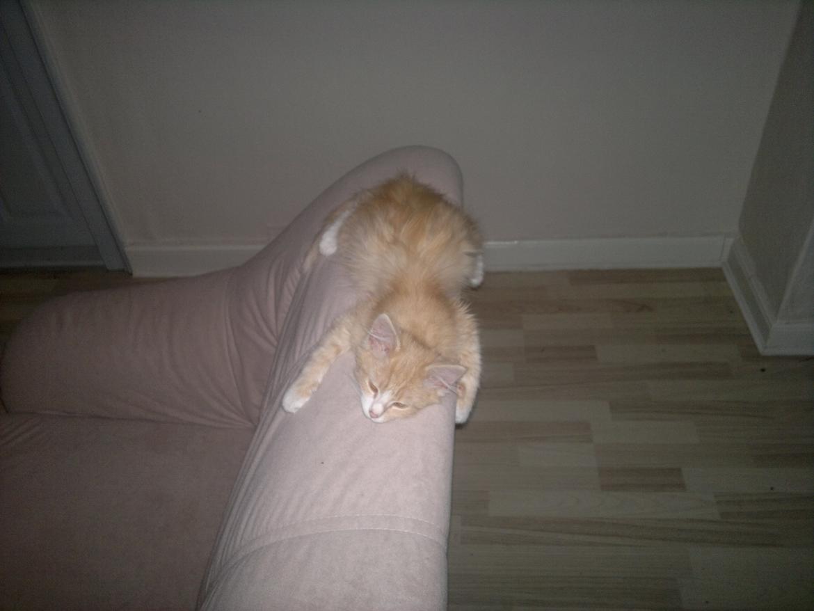 Blanding af racer Devil billede 13