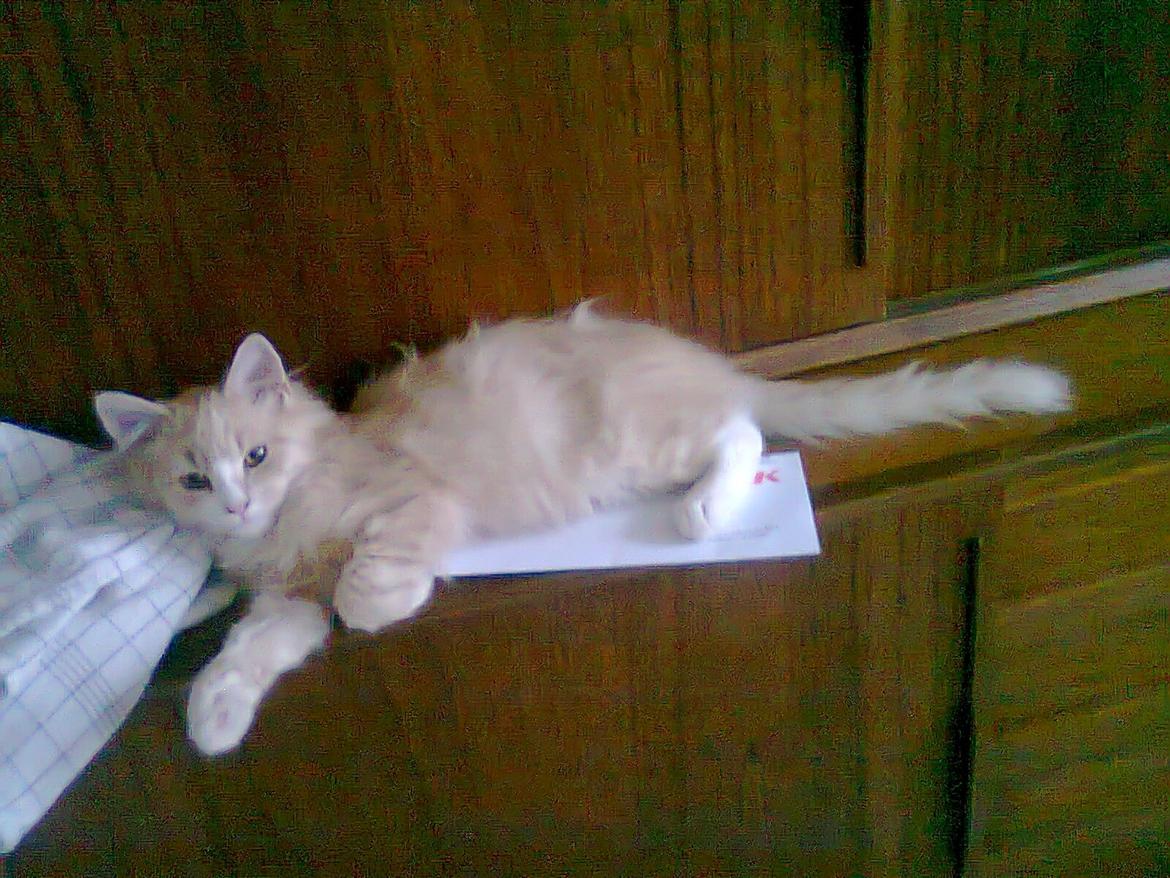 Blanding af racer Devil billede 14