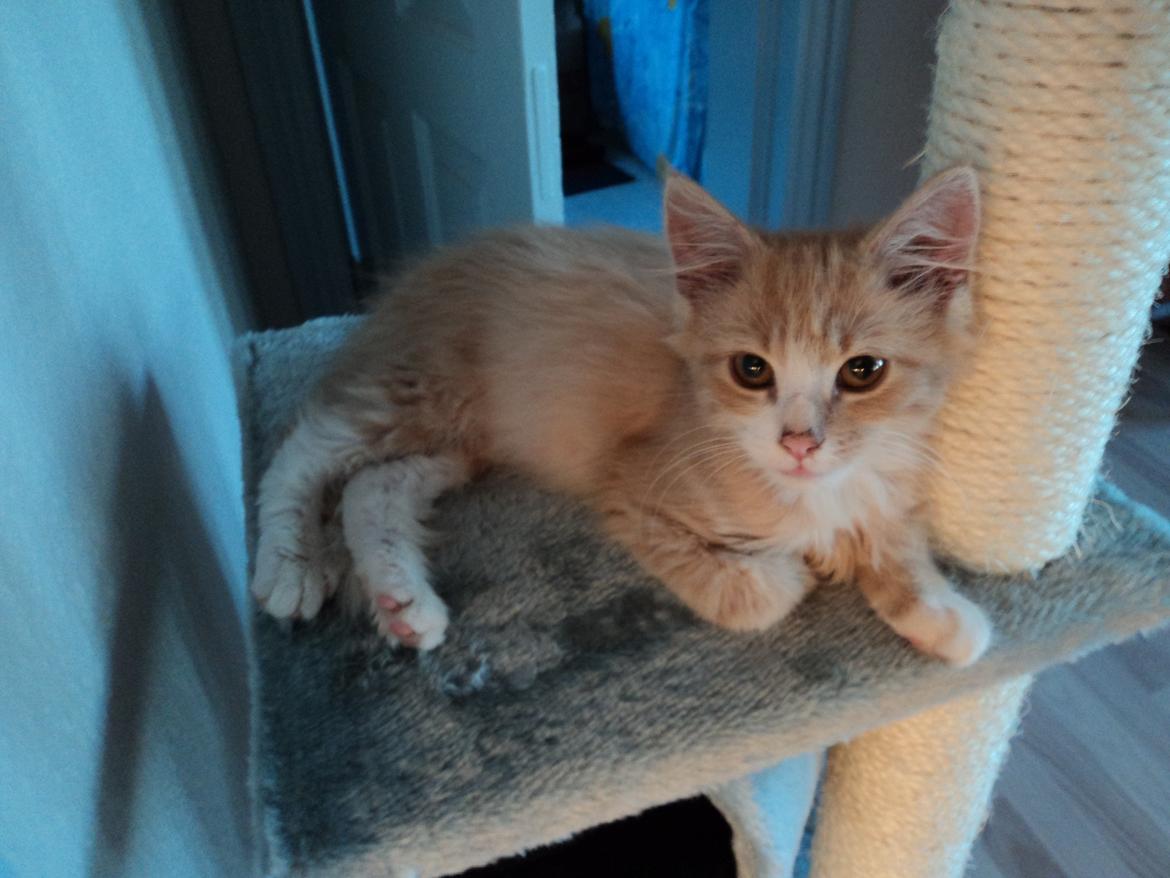 Blanding af racer Devil billede 15