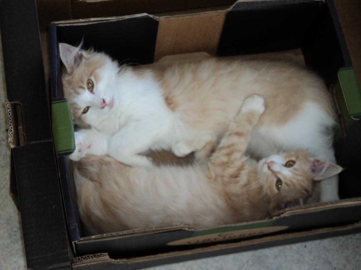 Blanding af racer Devil billede 16