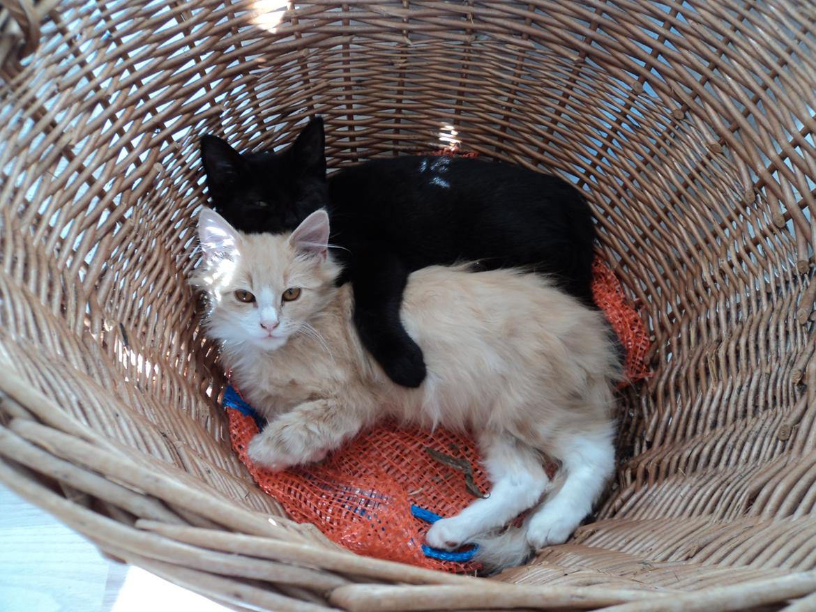 Blanding af racer Devil billede 17