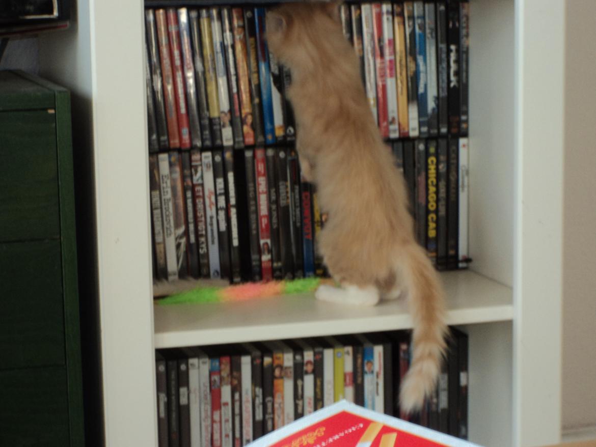 Blanding af racer Devil billede 18