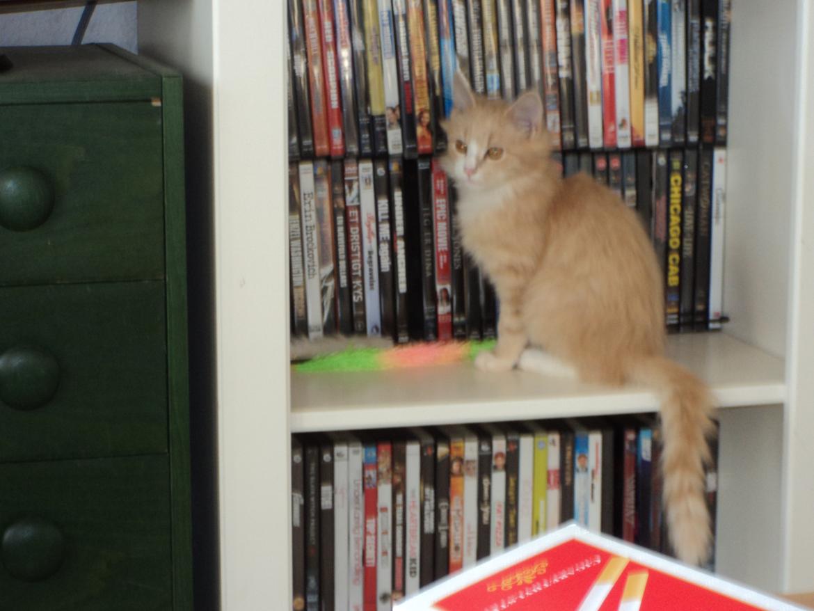 Blanding af racer Devil billede 19