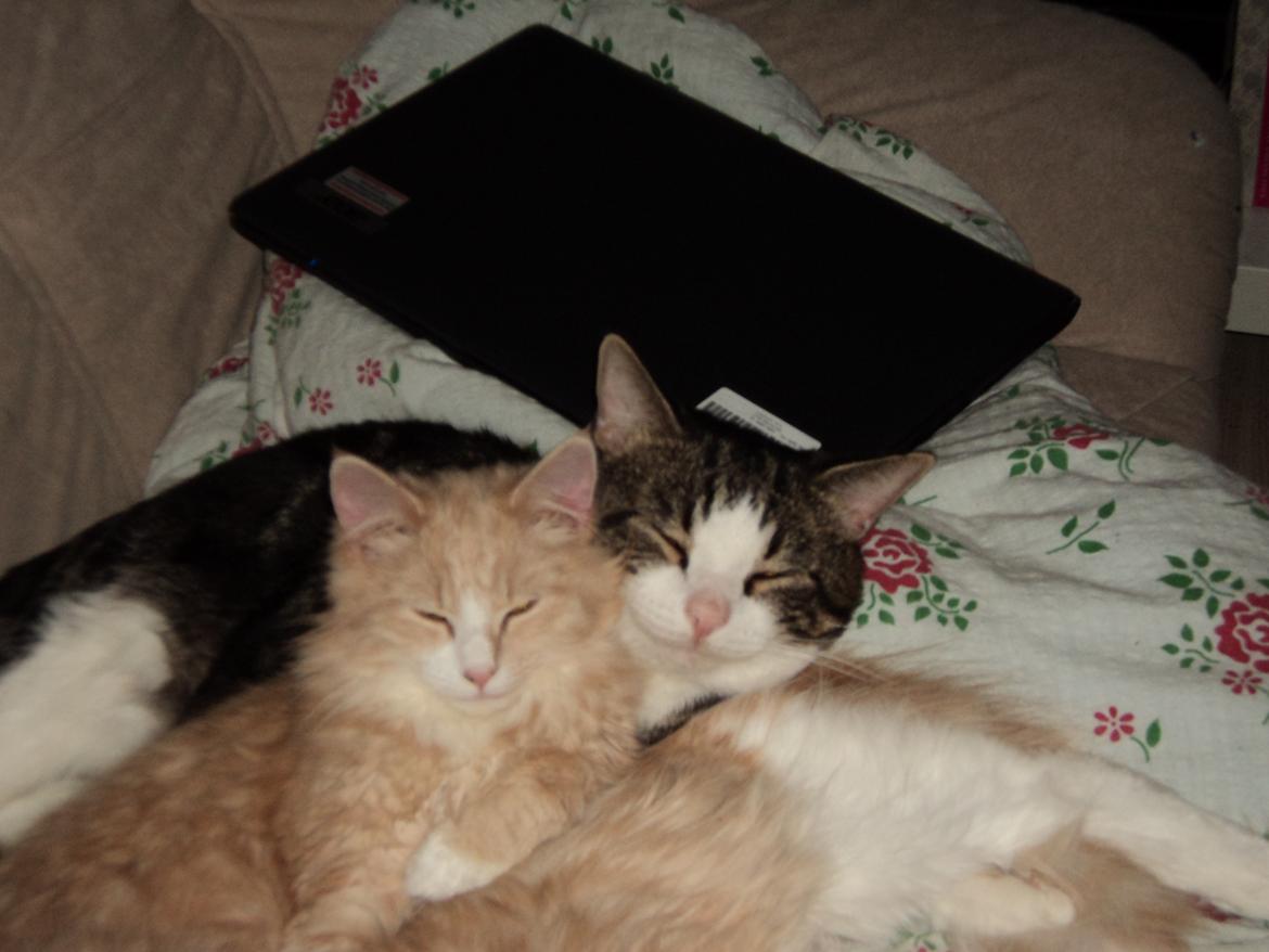 Blanding af racer Devil billede 20