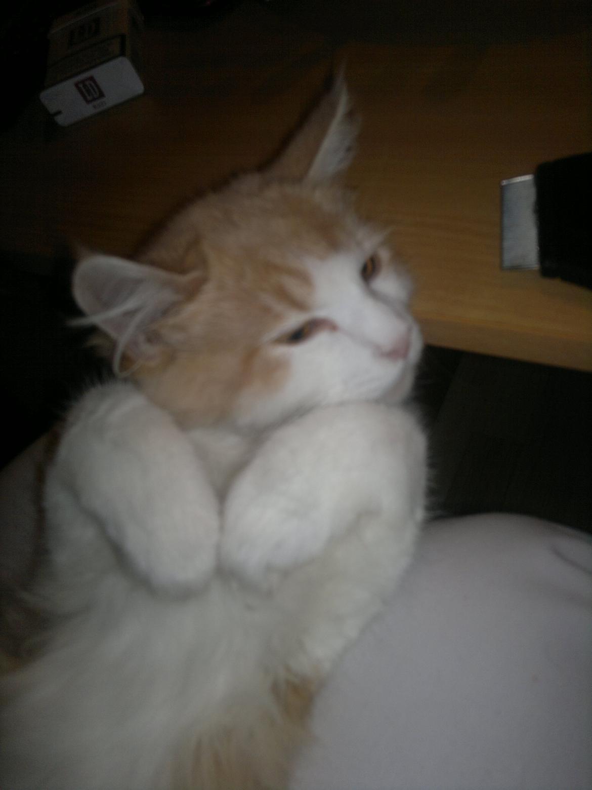 Blanding af racer Fedtmule billede 1