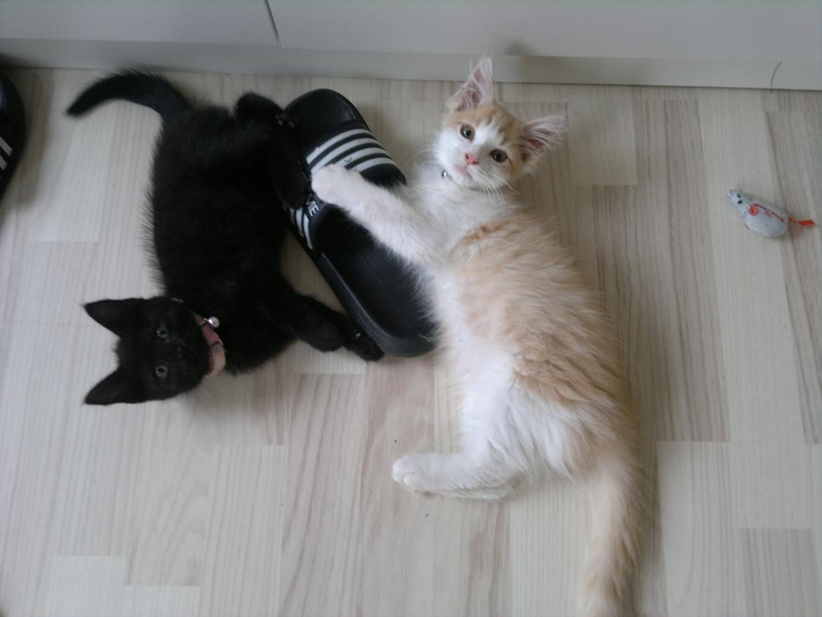 Blanding af racer Fedtmule billede 2