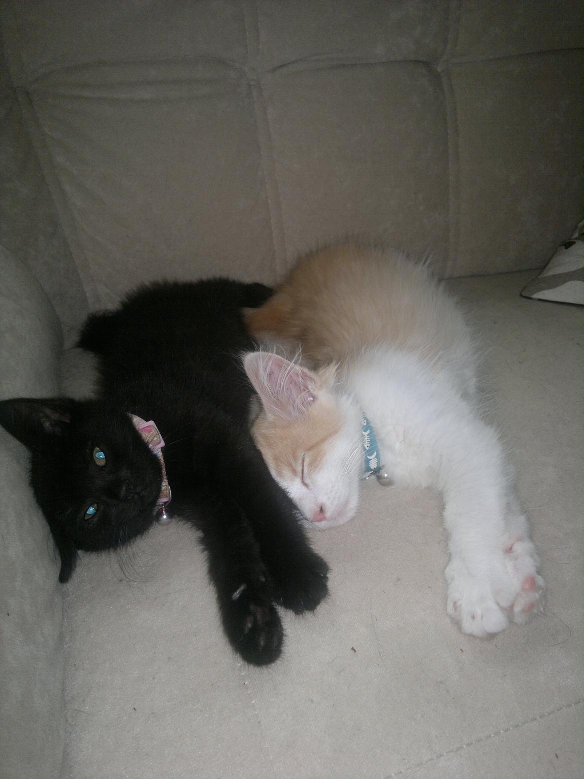 Blanding af racer Fedtmule billede 3