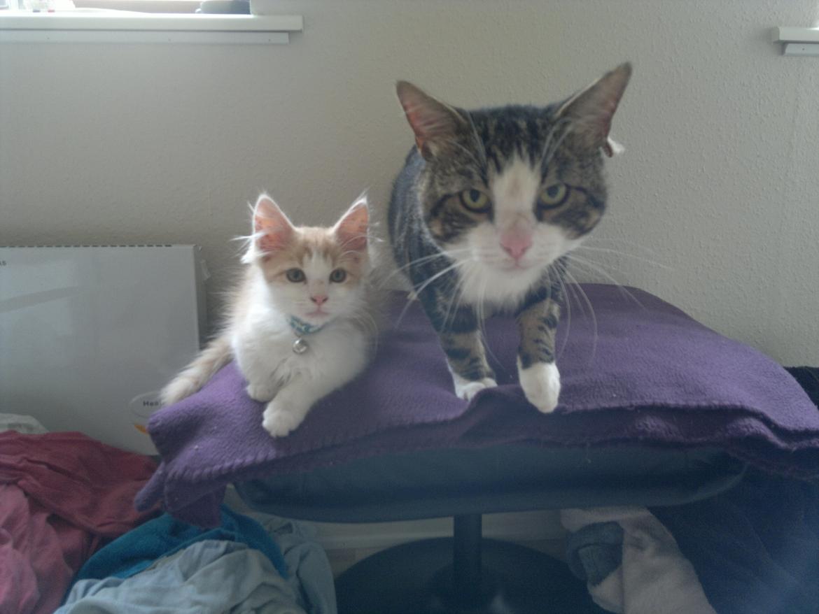 Blanding af racer Fedtmule billede 4