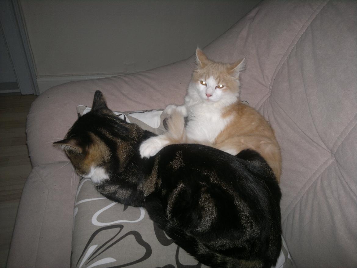 Blanding af racer Fedtmule billede 5