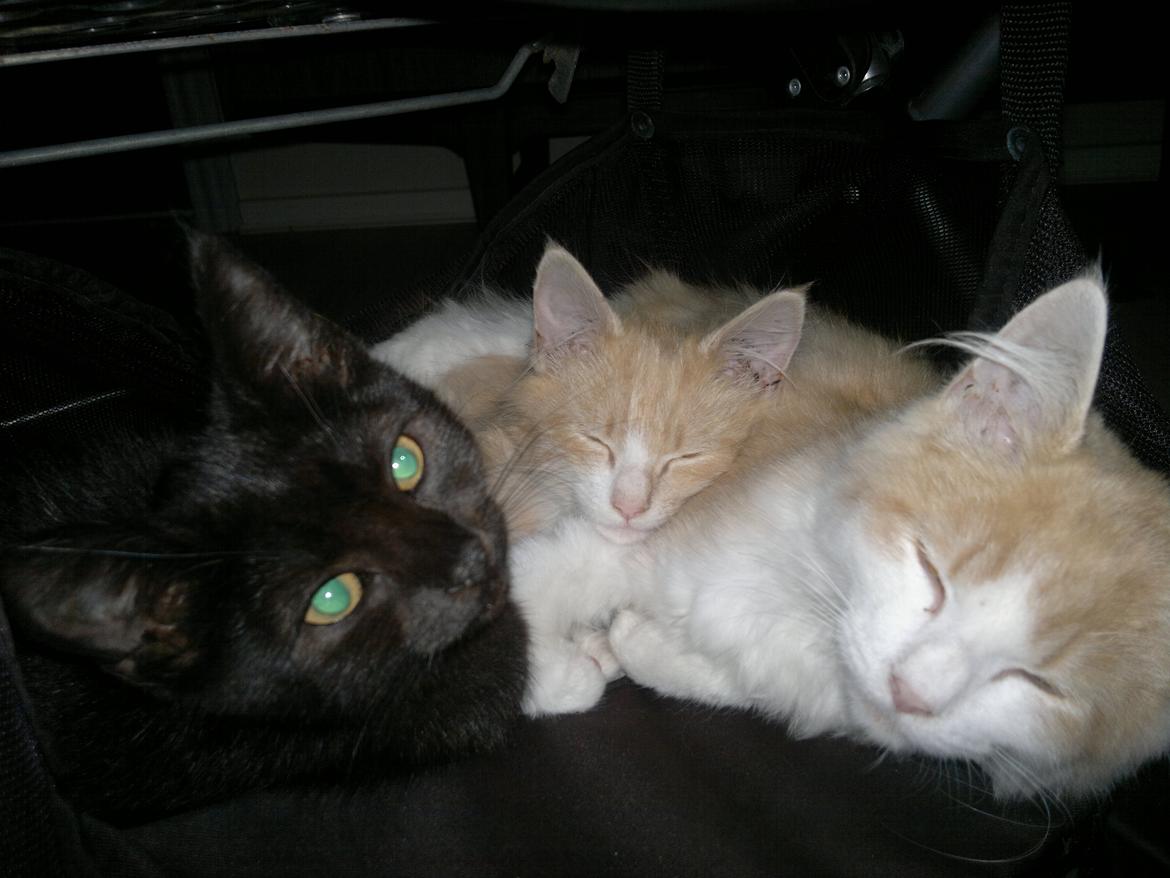 Blanding af racer Fedtmule billede 6