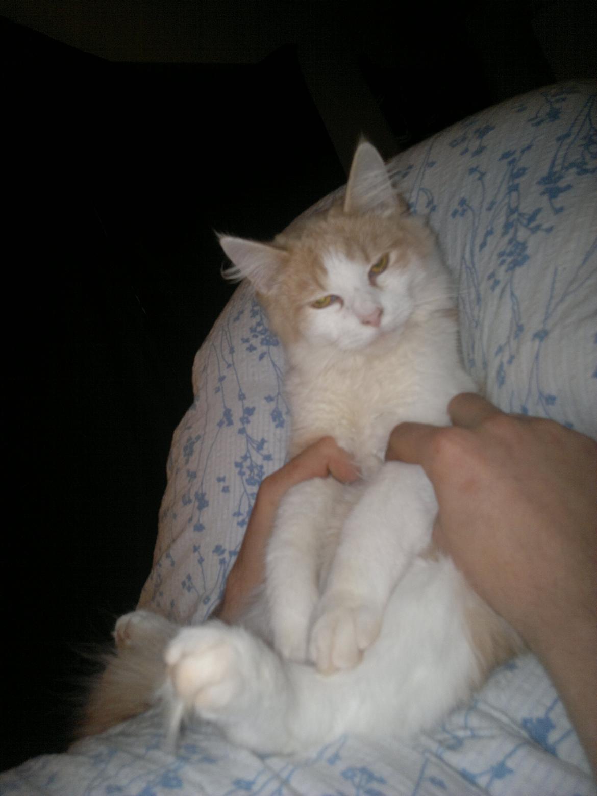 Blanding af racer Fedtmule billede 7